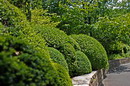 Buxus sempervirens
